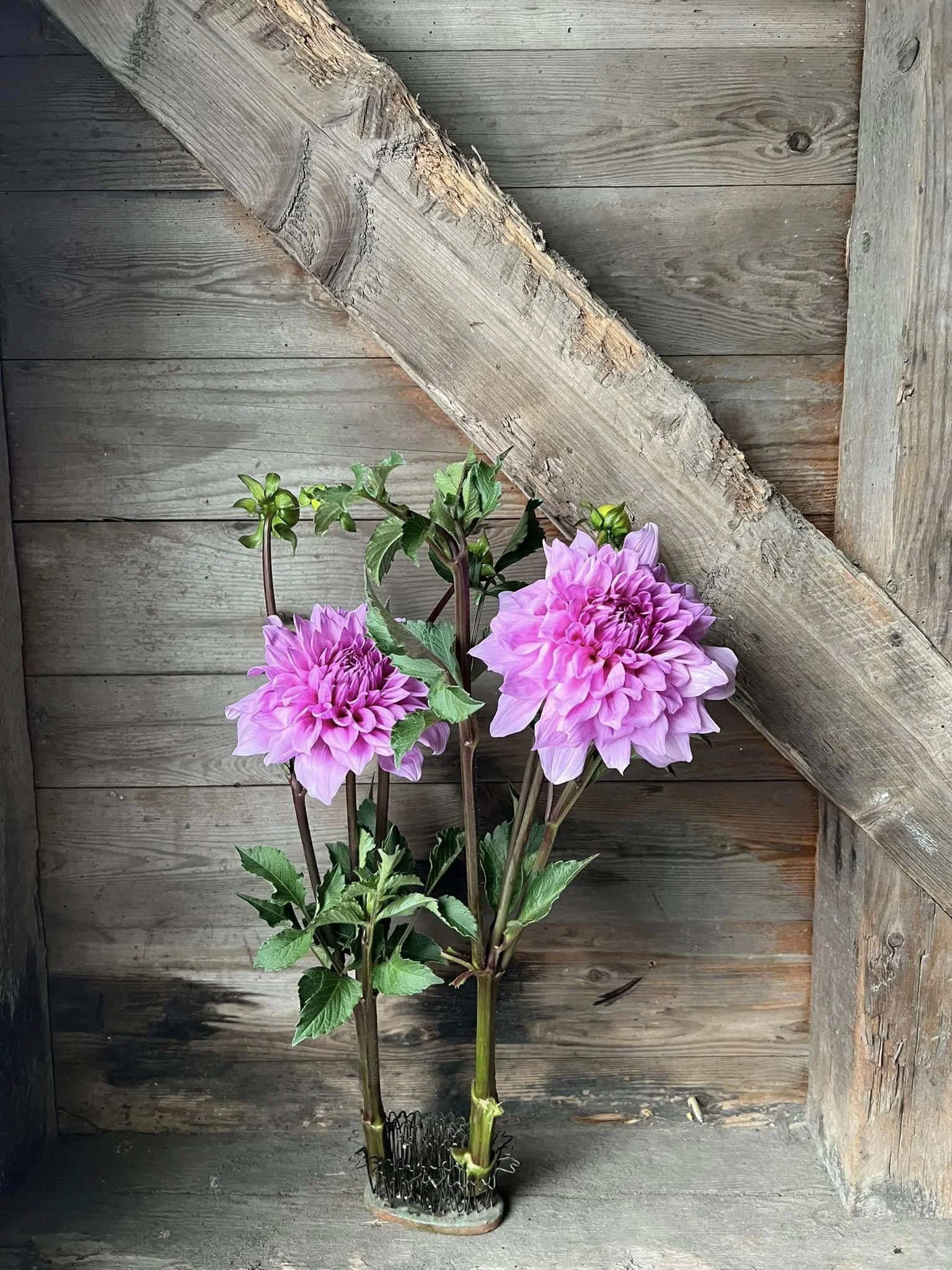 Dahlia Lavender Dinner plate (LDP) AKA Jackie's Wedding 3 Tubers